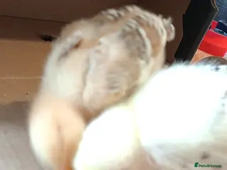 Chickens poultry 15 cute chicks for sale - Advert 1