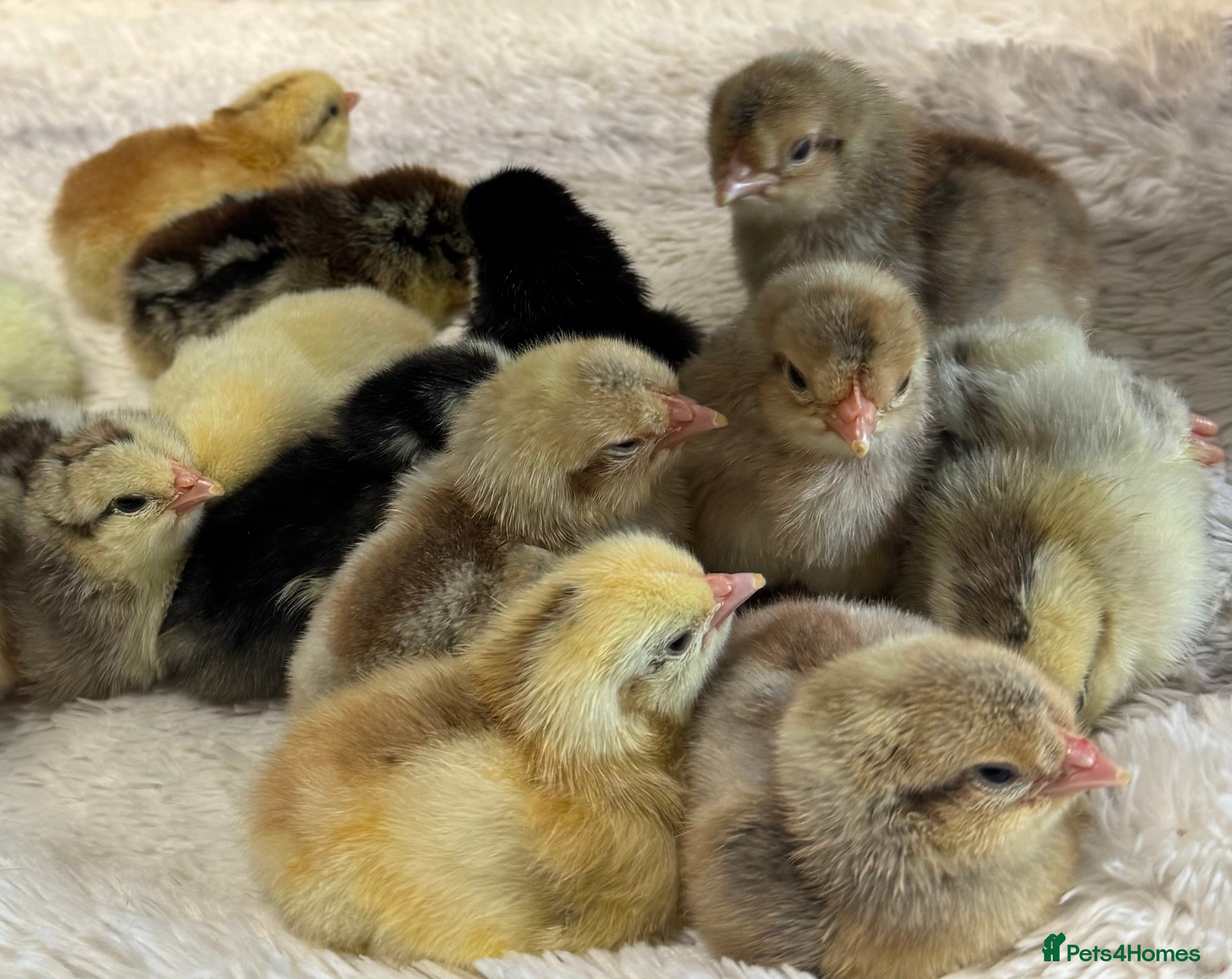 Chickens poultry *Swedish Flower Chicks* hatched 7/3/26 - Advert 7