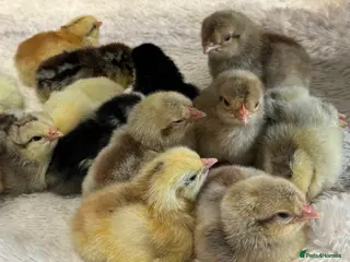 Chickens poultry *Swedish Flower Chicks* hatched 7/3/26 - Advert 7