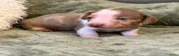 Miniature Dachshund dogs for sale: KC registered PRA clear miniature dachshunds - Advert 11