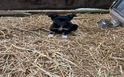 Border Collie dogs for sale: 5beautiful border collie puppies - Image 13