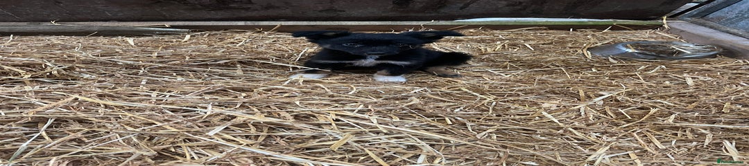 Border Collie Puppy 7