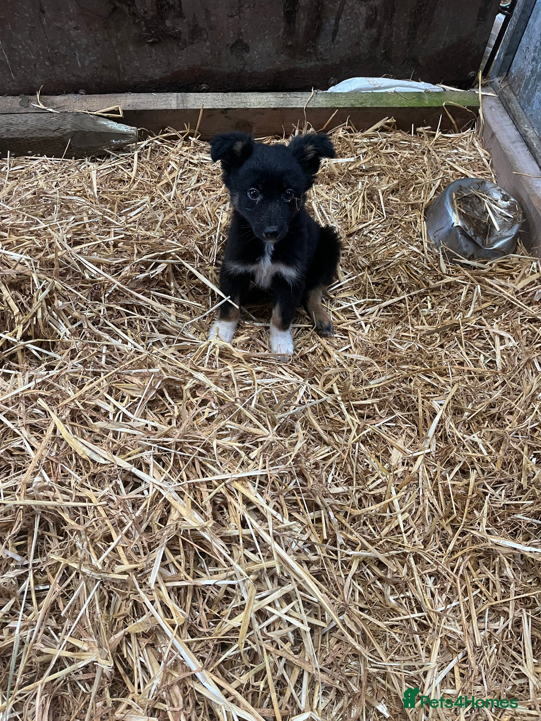 Border Collie dogs for sale: 5beautiful border collie puppies - Image 13