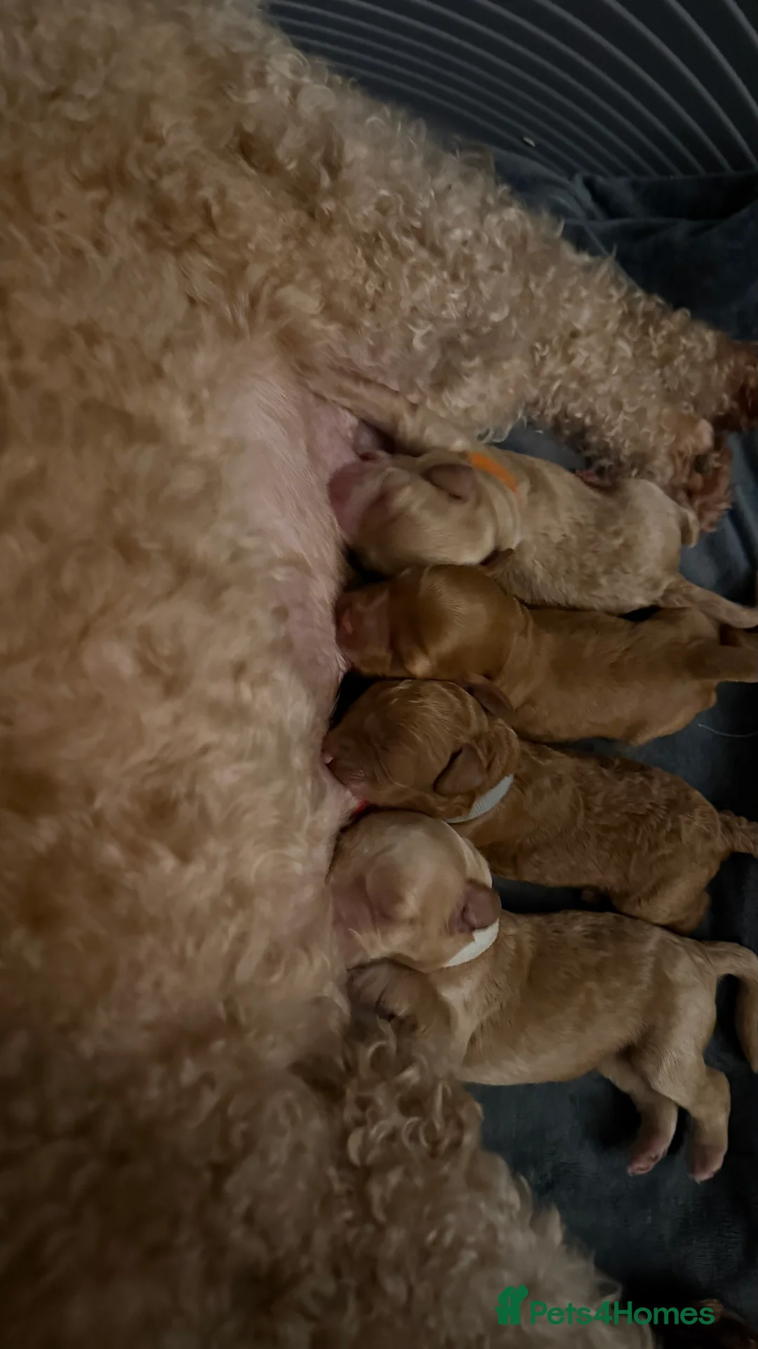 Cockapoo dogs for sale: COCKERPOO GIRLS F2B - Advert 15