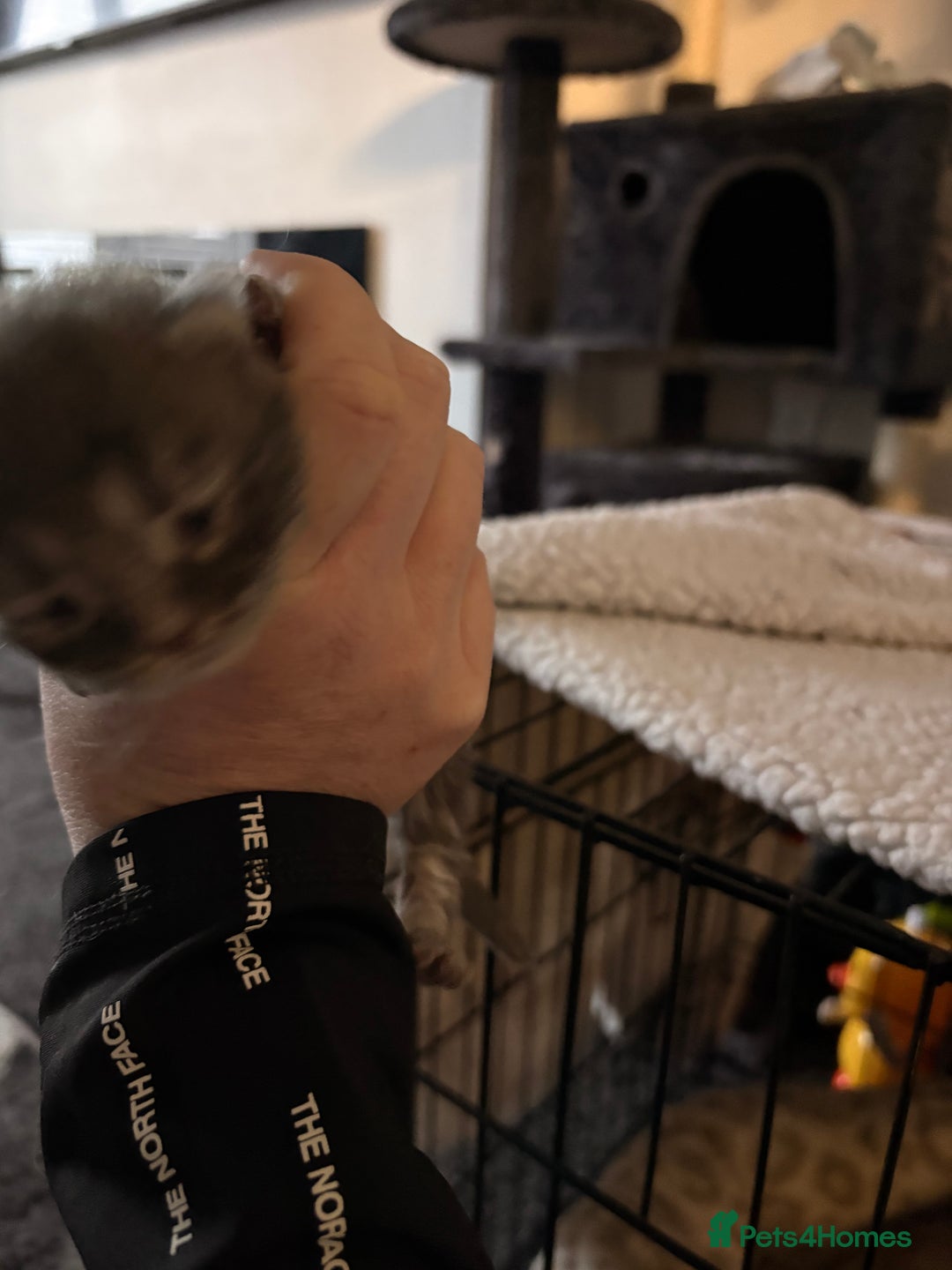 Mixed Breed cats for sale: Himalayan x Mainecoon  - Advert 4