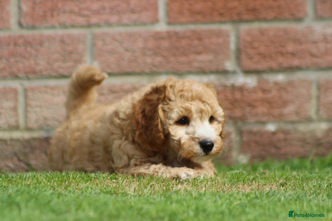 Cockapoo dogs for sale: Beautiful F1 Cockapoo puppies for sale - Image 19