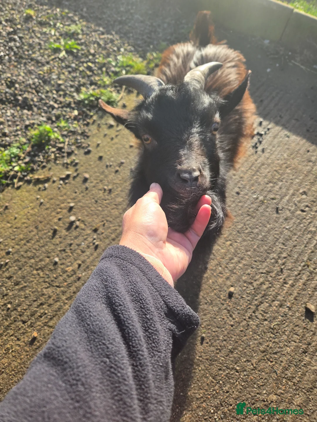 Goats livestock for sale: Male pygmy goat - Advert 1