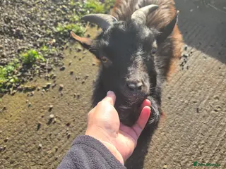 Goats livestock Male pygmy goat - Advert 1