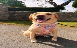 Labrador Retriever dogs for sale: 🐾 Loving Labrador Needs a New Home 🐾 - Image 1