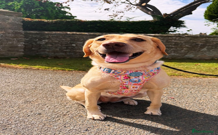 Labrador Retriever dogs - Advert 5