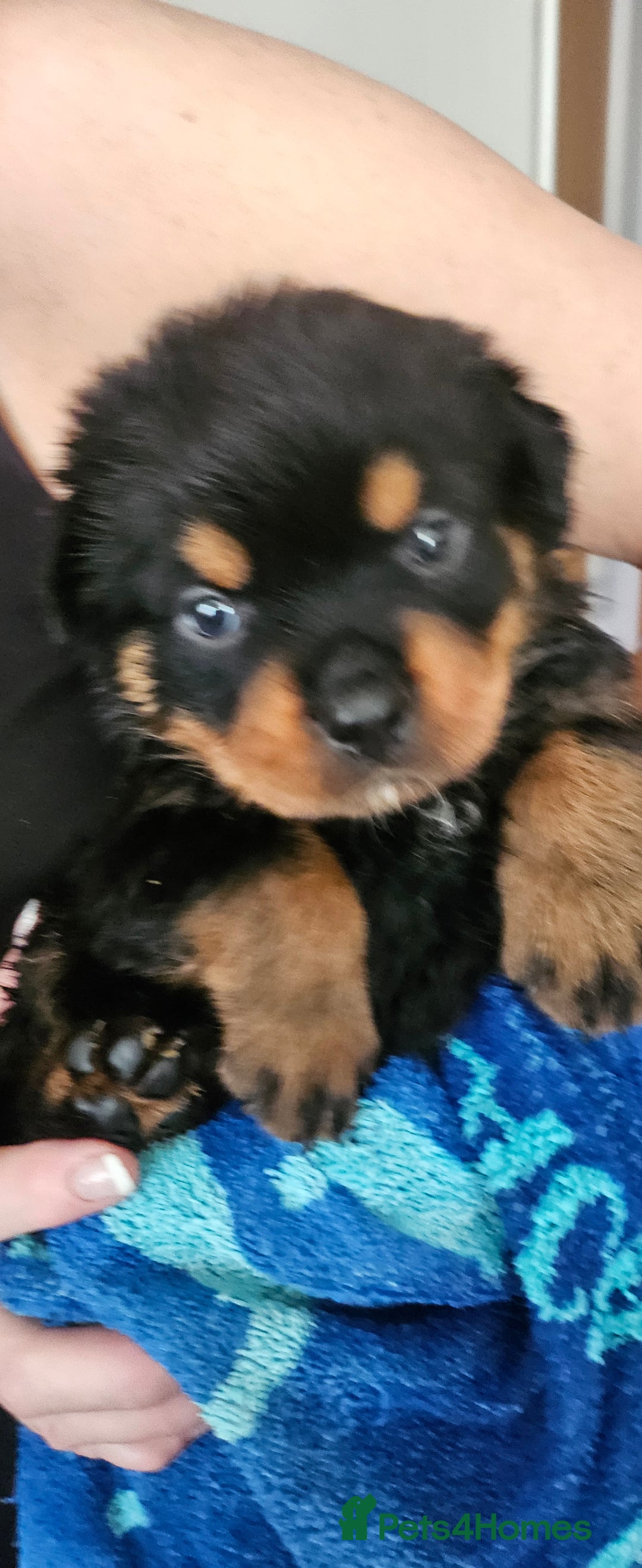 Rottweiler dogs for sale: Suberbly Bred KC Registered Rottweiler Puppies  - Advert 8