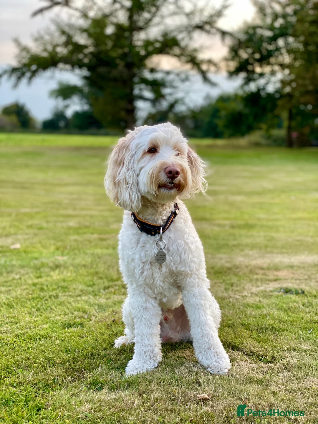 Australian Labradoodle dogs for stud: Healthy Tested Australian Labradoodle for Stud in London - Advert 3