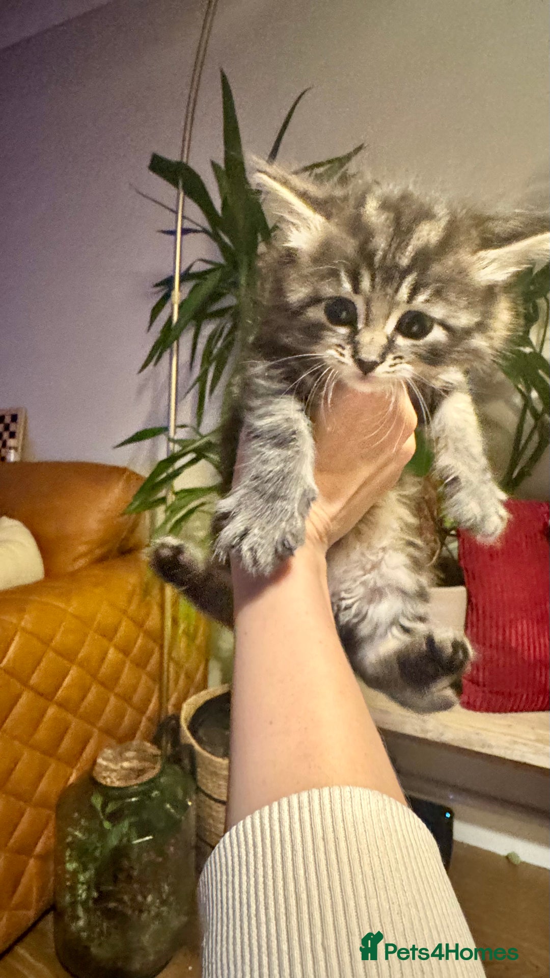 Maine Coon cats for sale: Maine coon cross kitten  - Advert 6