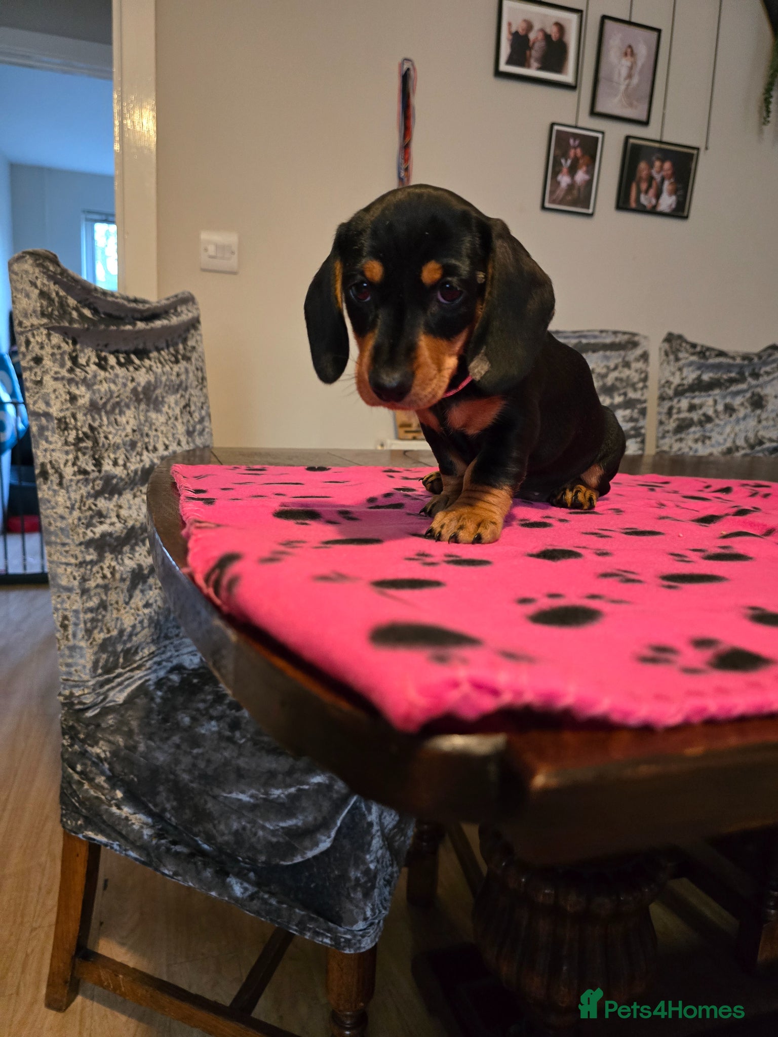 Dachshund dogs Beautiful short hair dachshund puppies - Advert 2