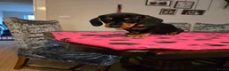 Dachshund dogs for sale: Beautiful short hair dachshund puppies in Bournemouth - Advert 25