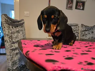 Dachshund dogs Beautiful short hair dachshund puppies - Advert 2