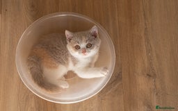 British Shorthair cats for sale: Stunning pastel calico BSH fully vaccinated - Image 2