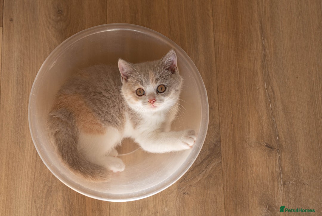 British Shorthair cats for sale: Stunning pastel calico BSH fully vaccinated - Image 2