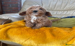 Cavachon dogs for sale: Boys and a girl available  - Image 5