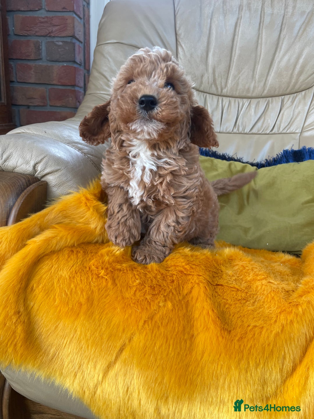 Cavachon dogs for sale: Boys and a girl available  - Image 5