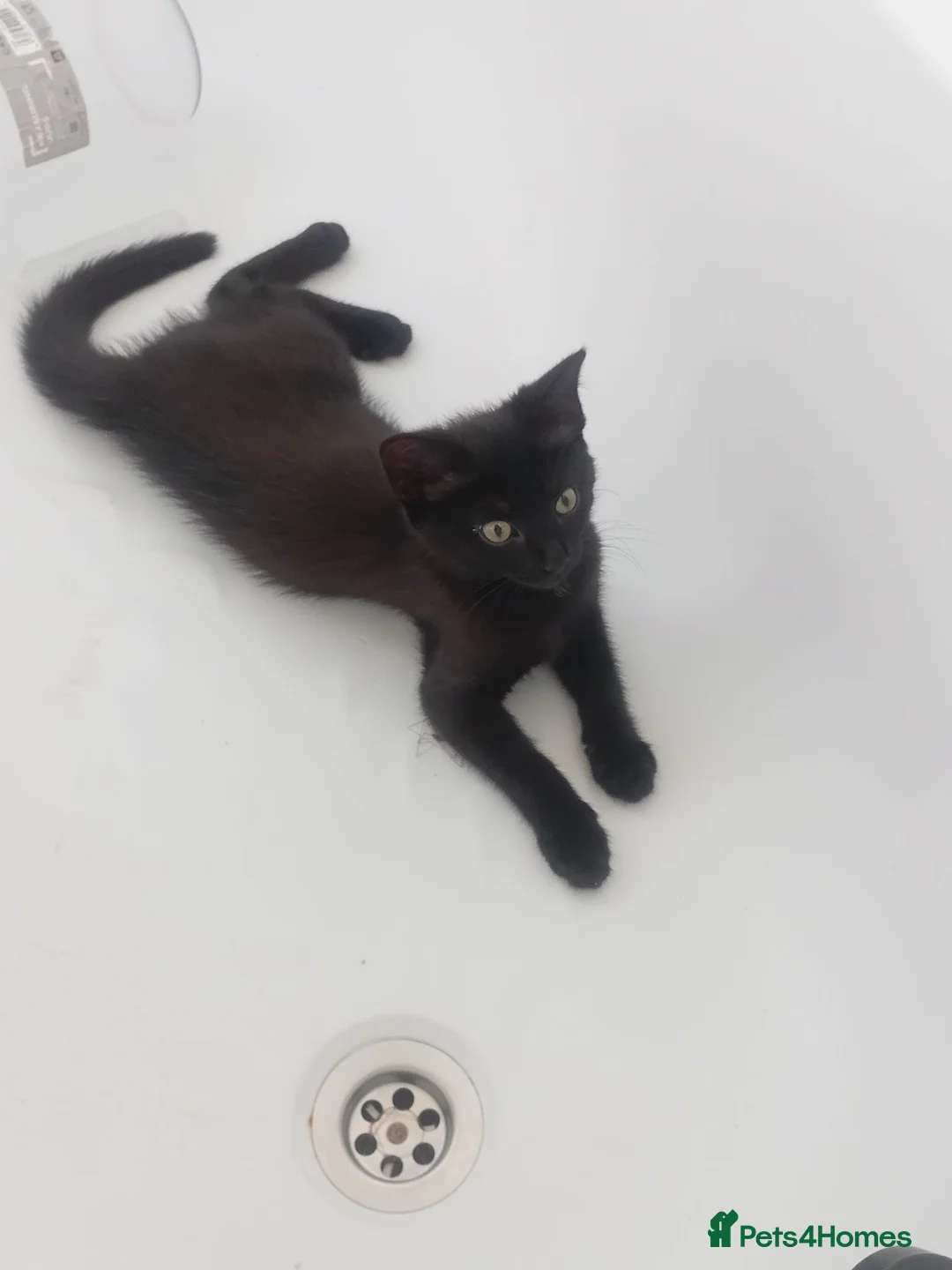 Mixed Breed cats for sale: 10 week old kitten needing loving home - Advert 8