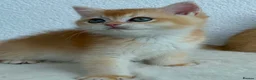 British Shorthair cats for sale: Show quality golden british shorthair  - Advert 11