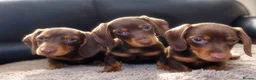 Miniature Dachshund dogs for sale: Miniature dachshunds  - Advert 3