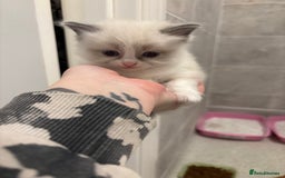 Ragdoll cats for sale: Gorgeous Ragdoll Kittens - Image 4