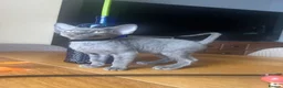 Devon Rex cats for sale:  Pedigree Devon Rex Kittens. Pet Homes Only  - Advert 19