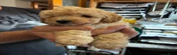 Toy Poodle dogs for sale: Stunning Toy Poodle Puppies in Chesterfield - Advert 8