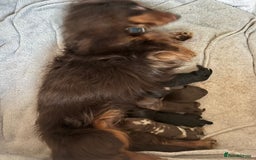 Dachshund dogs for sale: LONGHAIRED MINIATURE DACHSHUND READY NOW - Image 12
