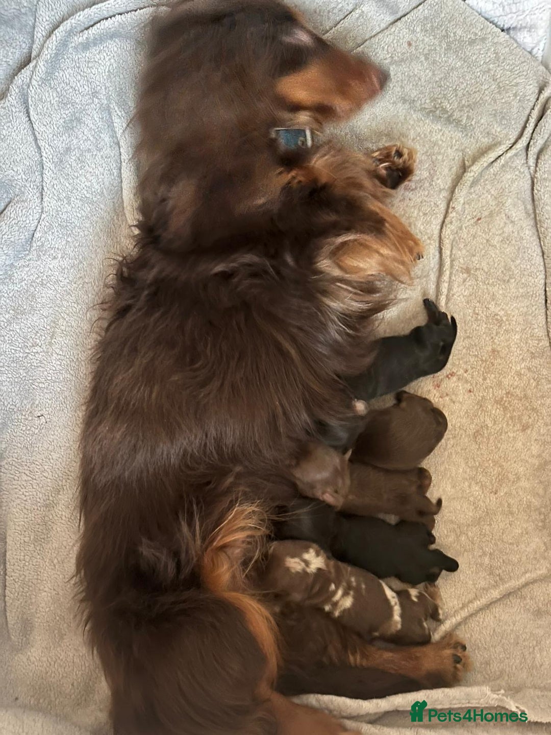 Dachshund dogs for sale: LONGHAIRED MINIATURE DACHSHUND READY NOW - Image 12