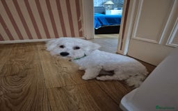 Poochon dogs for sale: Poochon Rehoming - Image 6