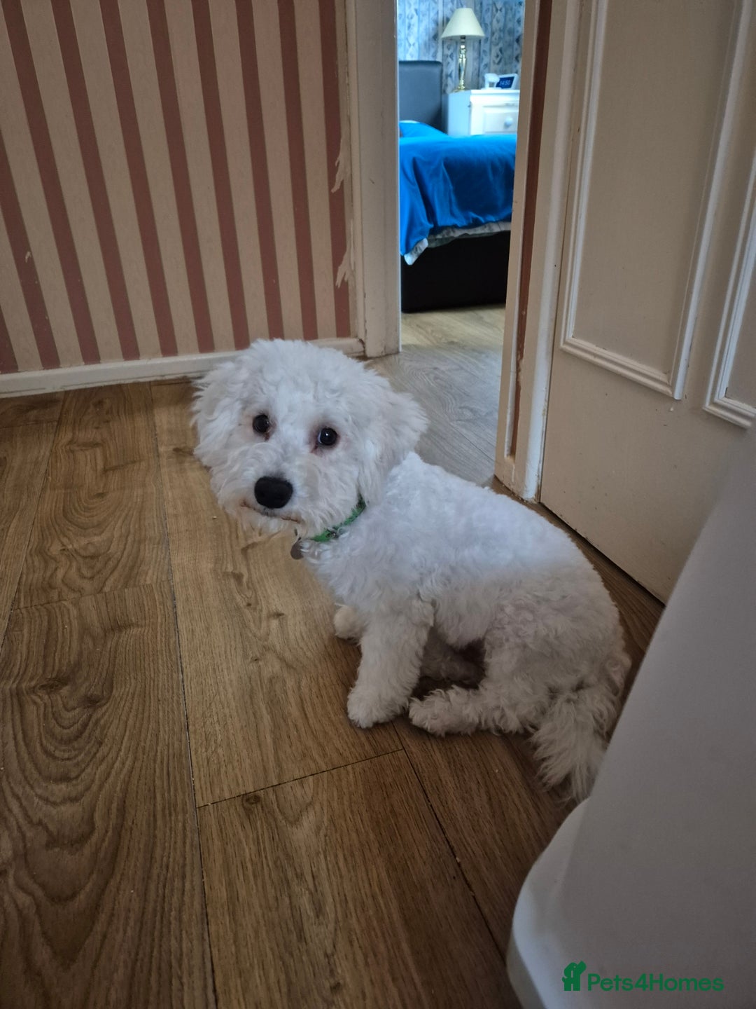 Poochon dogs for sale: Poochon Rehoming - Image 6