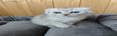 Scottish Fold Kitten 2