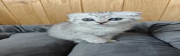 Scottish Fold cats for sale: Scottish fold and straight kittens. - Advert 9