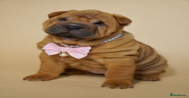 Shar Pei dogs - Advert 10