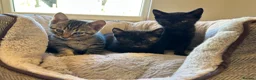 Mixed Breed cats for sale: Lovely litter of kittens. Ready now.  - Advert 6