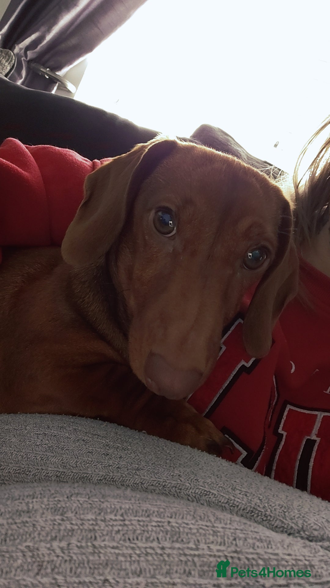 Dachshund dogs for sale: Miniature dachshund  - Advert 1