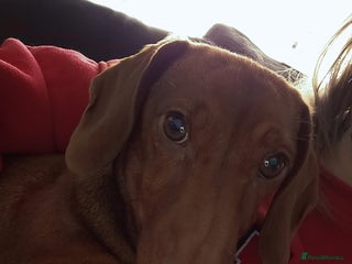 Dachshund dogs Miniature dachshund - Advert 1