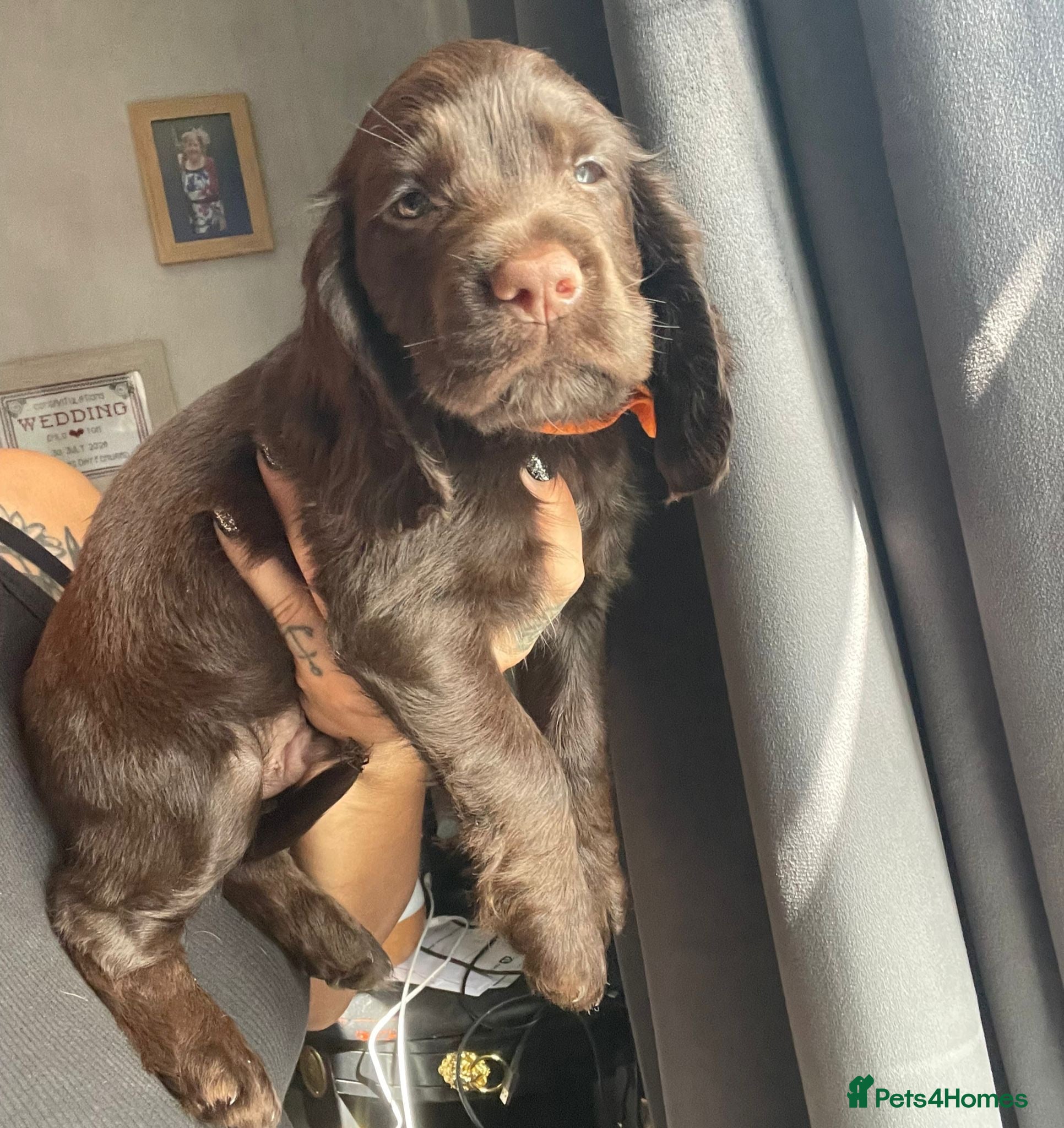 Cocker Spaniel dogs Beautiful Working x Show Cocker Spaniel Puppies  - Advert 1