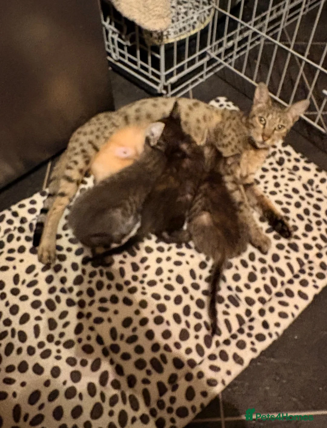 Mixed Breed cats for sale: Savannah cross kittens  - Advert 2