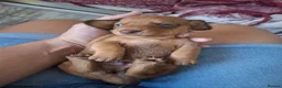 Dachshund dogs for sale: Gorgeous miniature daschunds  - Advert 7
