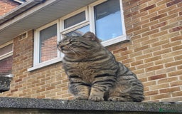 Mixed Breed cats for sale: Kittens for sale   - Image 12