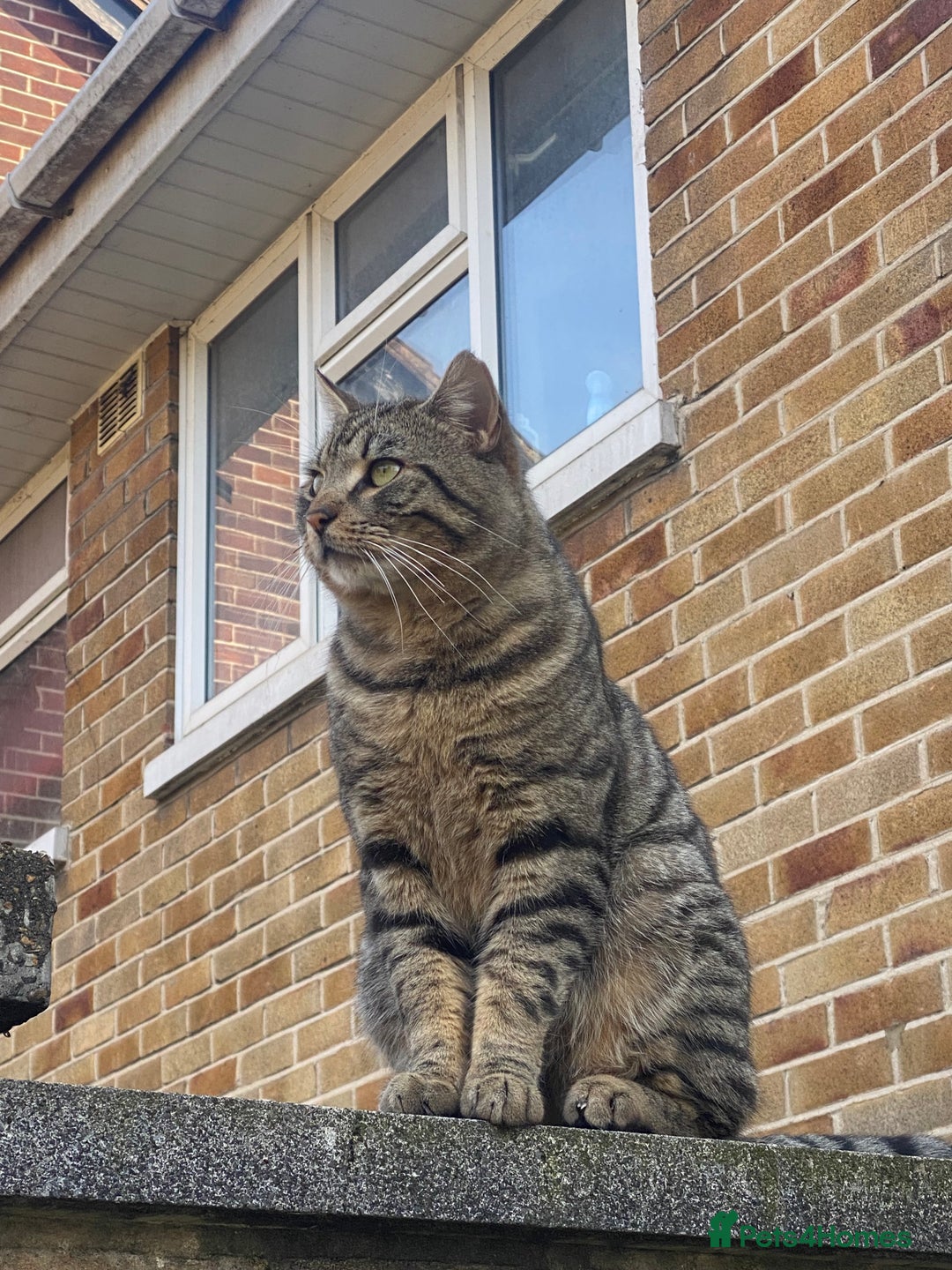 Mixed Breed cats for sale: Kittens for sale   - Image 12