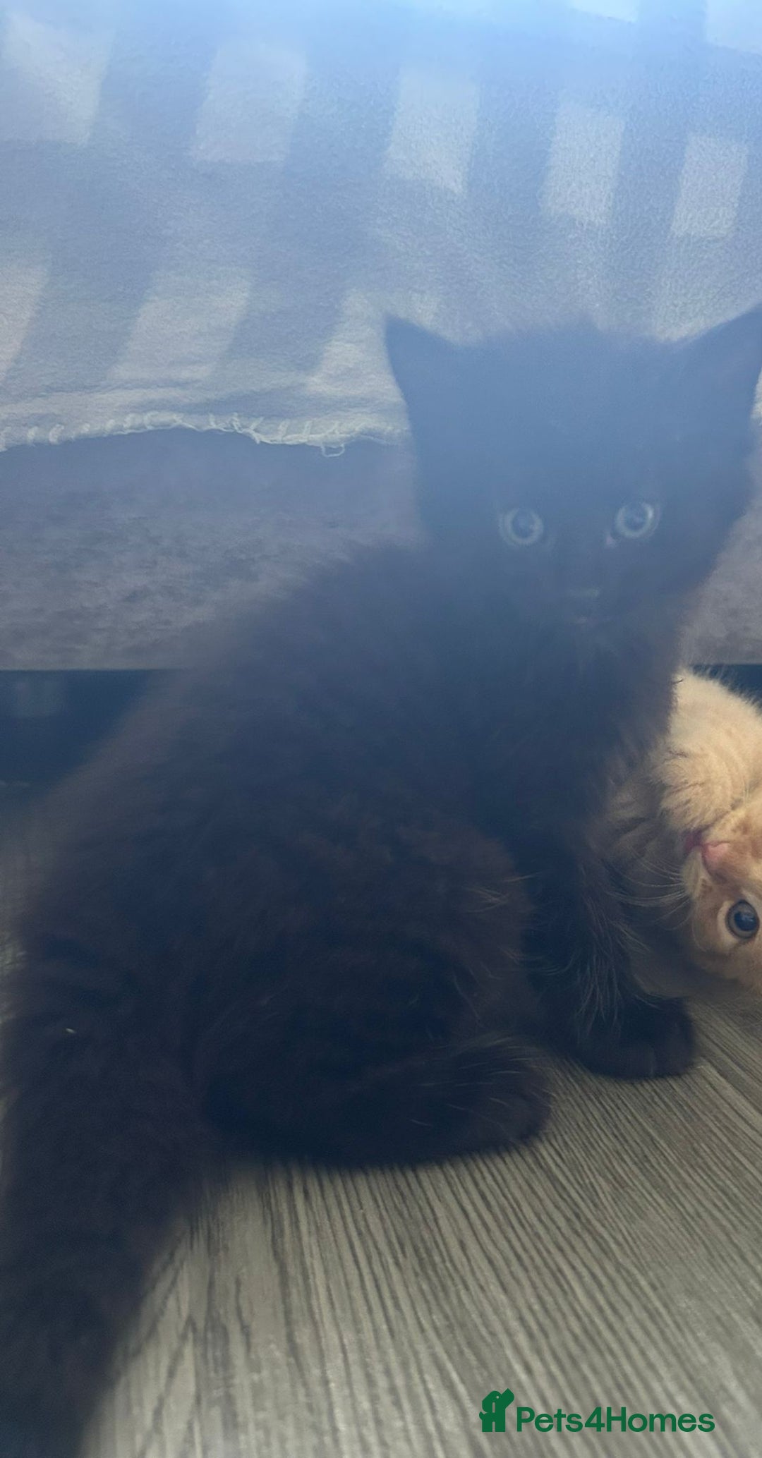 Burmese cats for sale: Kittens - Image 5
