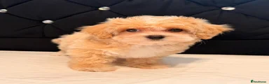 Maltipoo 4