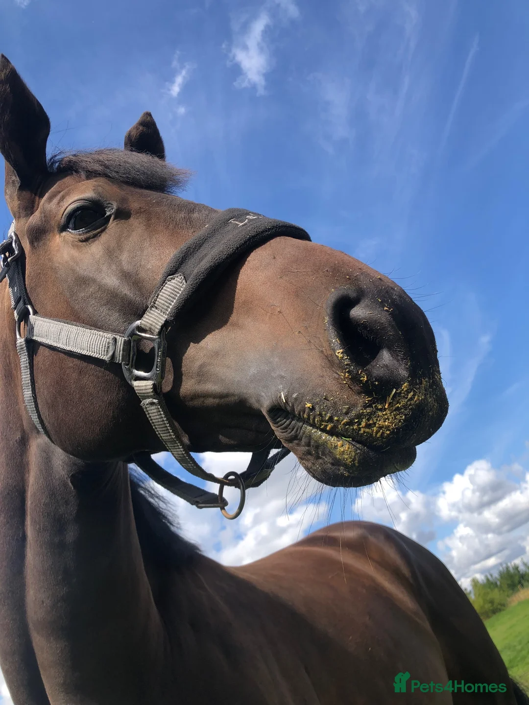 English Thoroughbred horses for sale: Companion for sale/full loan - Advert 3