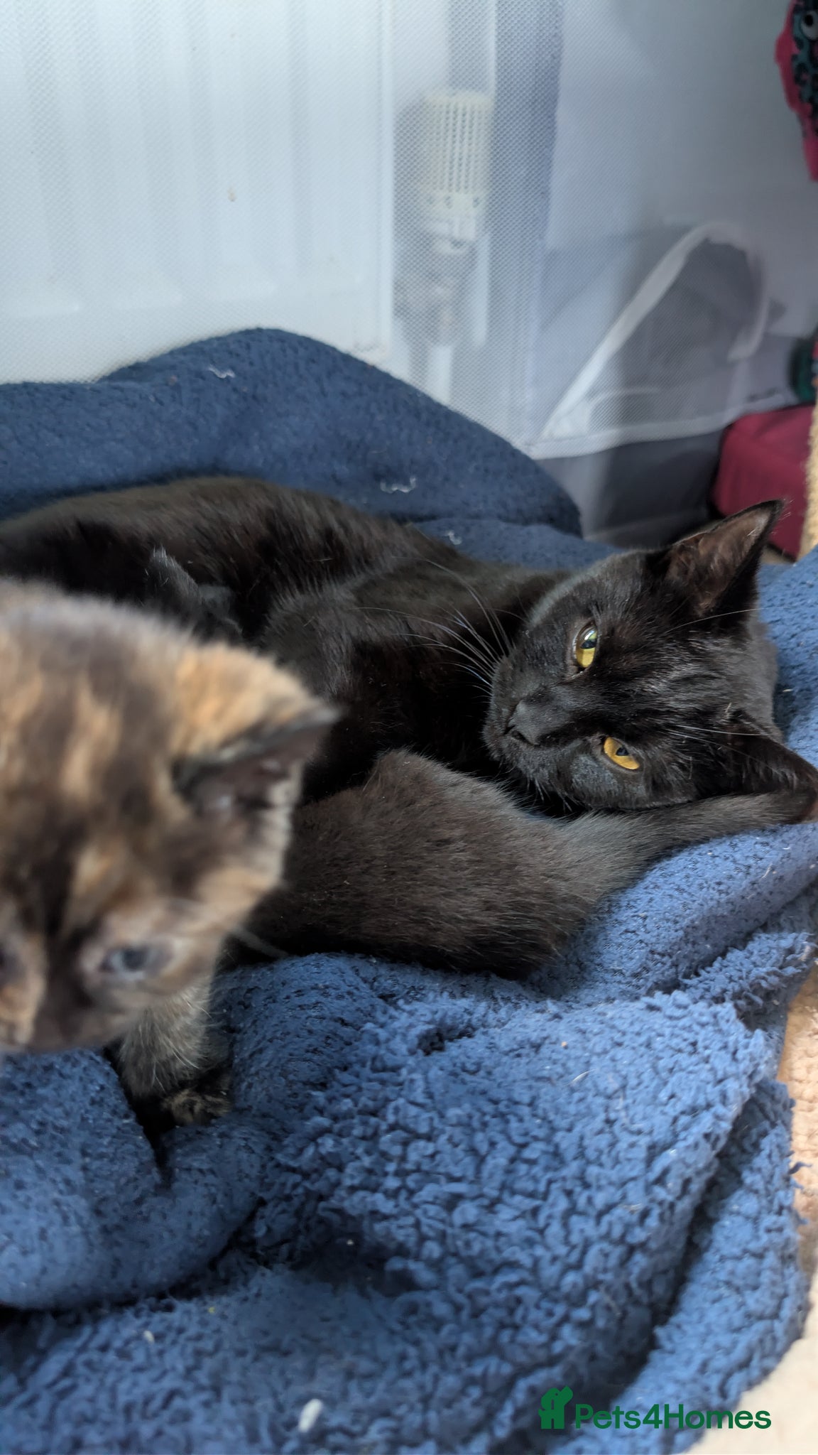 Mixed Breed cats Beautiful babies - Advert 1