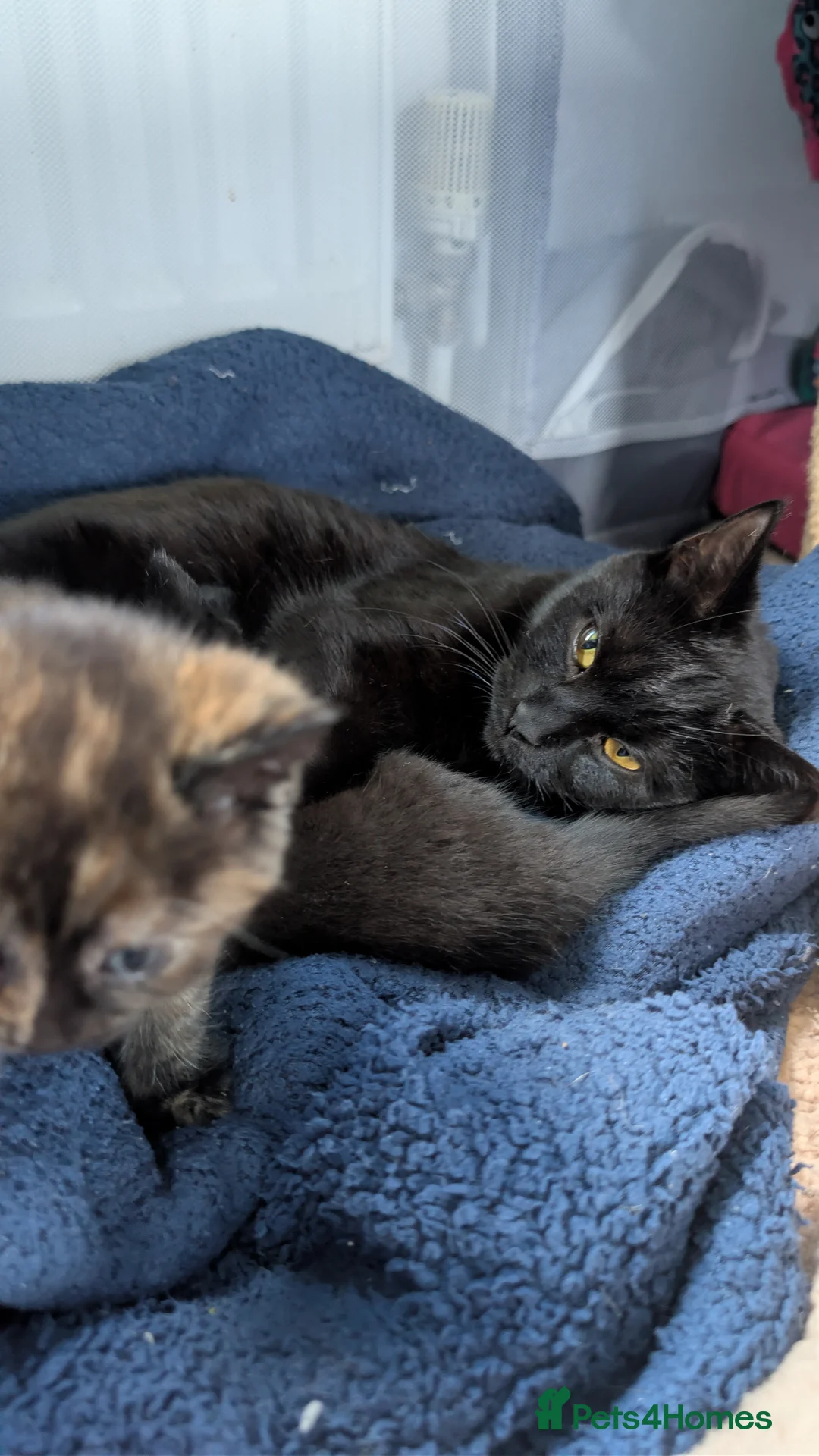 Mixed Breed cats for sale: Beautiful babies - Advert 1